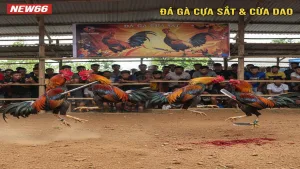 Đá gà cựa sắt và đá gà cựa dao: Sự khác biệt New66